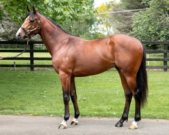 今晚澳門特馬開什么號碼342,動態解讀分析_TVJ50.482品牌版