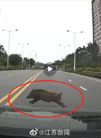 池州一高校內驚現狂奔野豬,絕對評價_BIJ50.836復古版