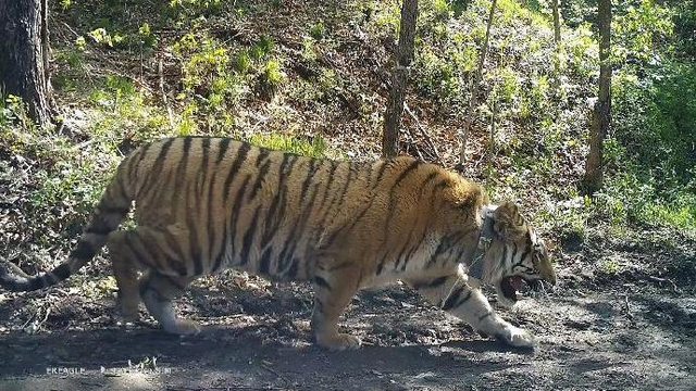 新澳歷史開獎結果近期十五期,科學依據解析_ZVV49.385按需版
