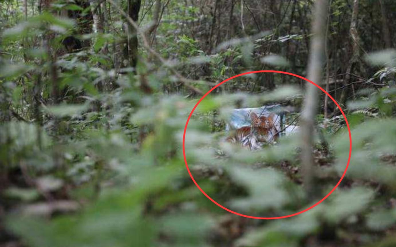 周正龍最新動(dòng)態(tài)，與自然美景的邂逅，內(nèi)心平和之旅