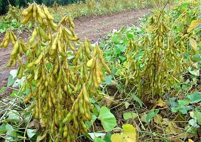 2016大豆補貼最新政策深度解析