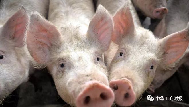農業部最新關于豬產業動態的消息解讀，豬產業最新進展與趨勢分析