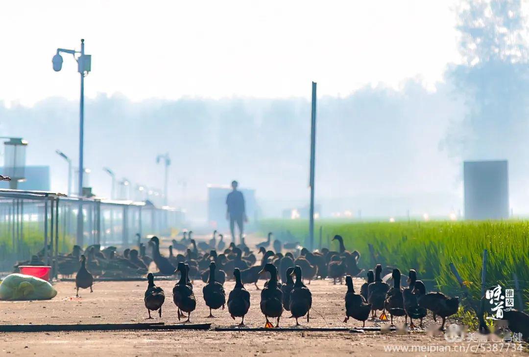 淮安區施河鎮小巷深處的獨特風味,最新新聞報道