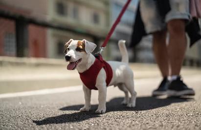 新澳2024最新資料大全,獸醫(yī)_套件版31.894