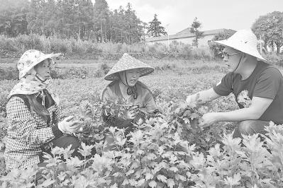 莆田坪洋村最新動態更新