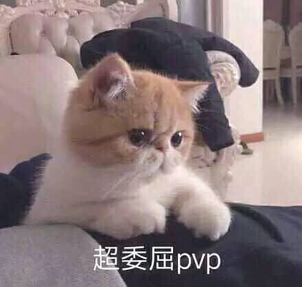 最新可愛貓咪表情包，自然美景中的心靈之旅