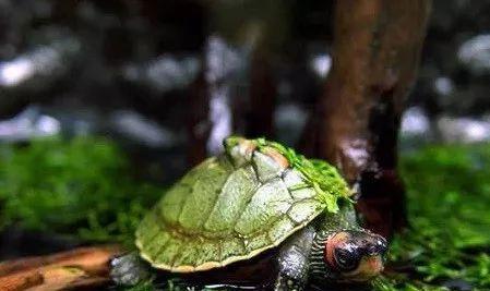 養龜最新動態與資訊,掌握養龜最新消息??