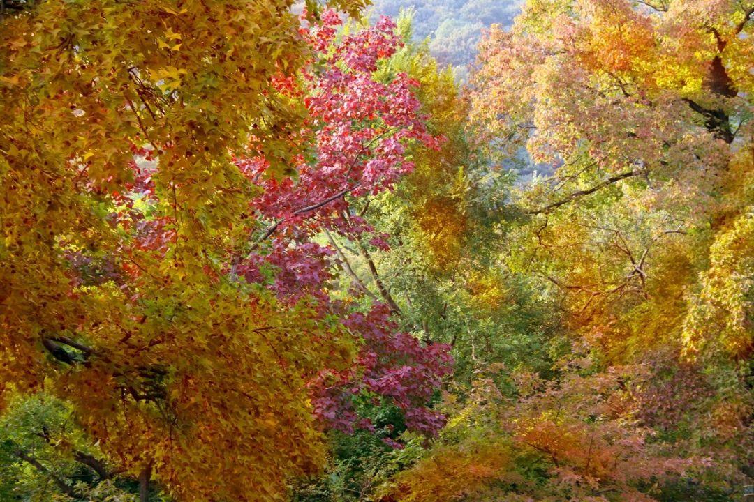 秋季盛景中的絢爛篇章,楓葉紅最新消息揭秘
