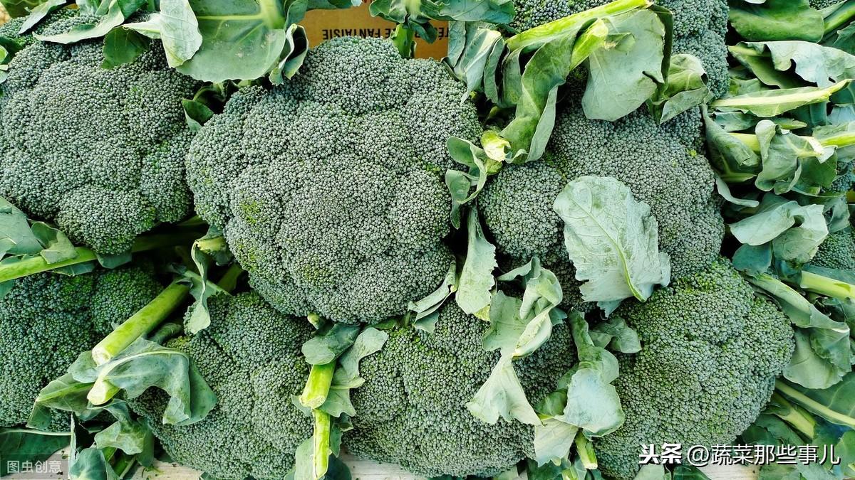 菜花行情預測,家的溫馨故事與菜花市場展望