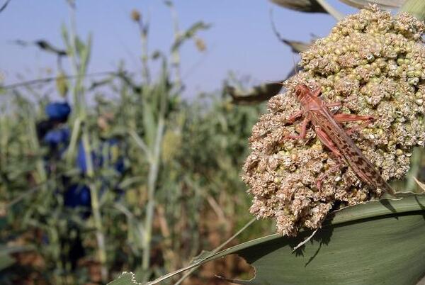蝗蟲最新動態(tài)與小巷深處的獨特風(fēng)味探索