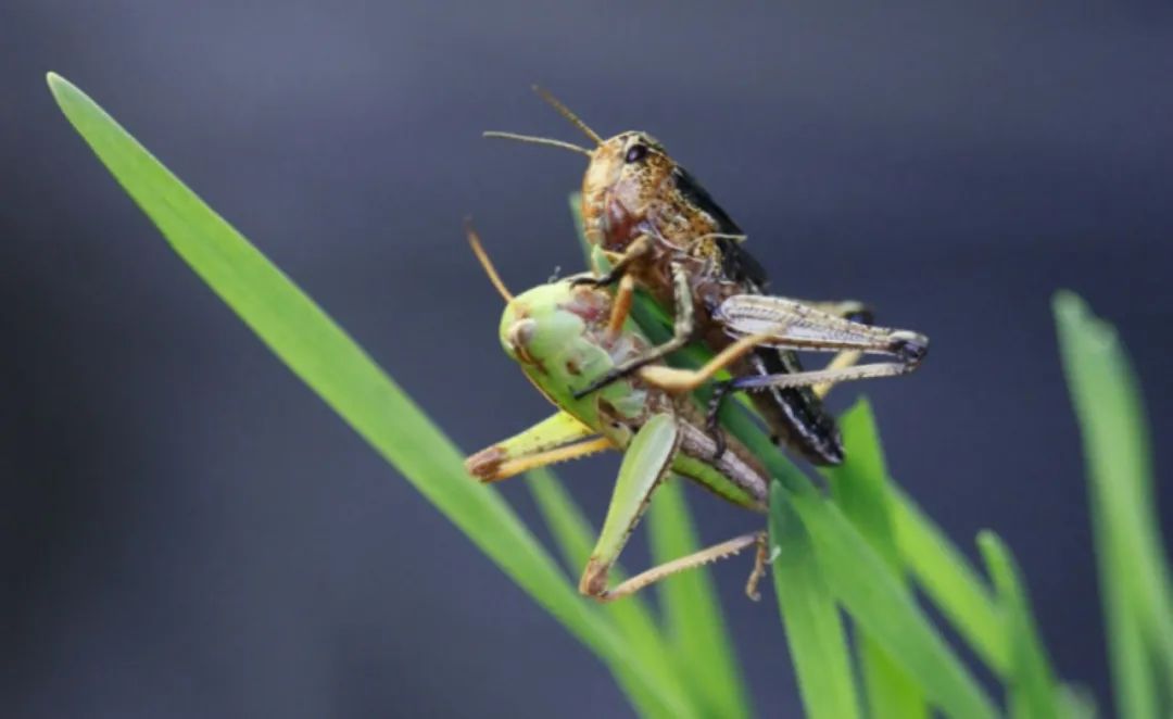 蝗蟲最新動態(tài)與小巷深處的獨特風(fēng)味探索