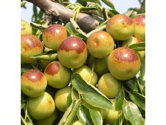 科技賦能重塑冬棗市場新體驗(yàn),今日冬棗行情分析