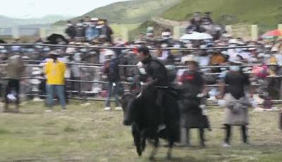 科技重塑傳統擠奶比賽，智能新紀元的獨特體驗