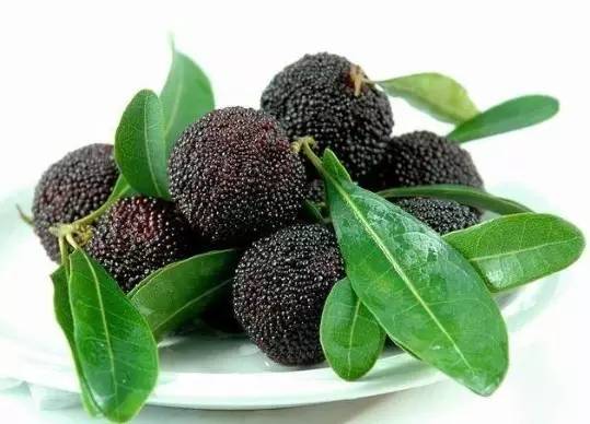 楊梅新品種揭秘,巷弄深處的楊梅樂園介紹