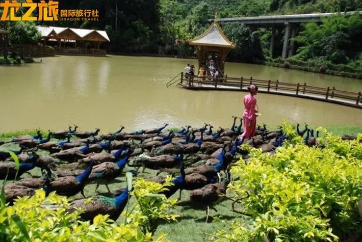 龍象谷最新資訊,引領(lǐng)未來的科技與創(chuàng)新交匯點(diǎn)動(dòng)態(tài)更新。