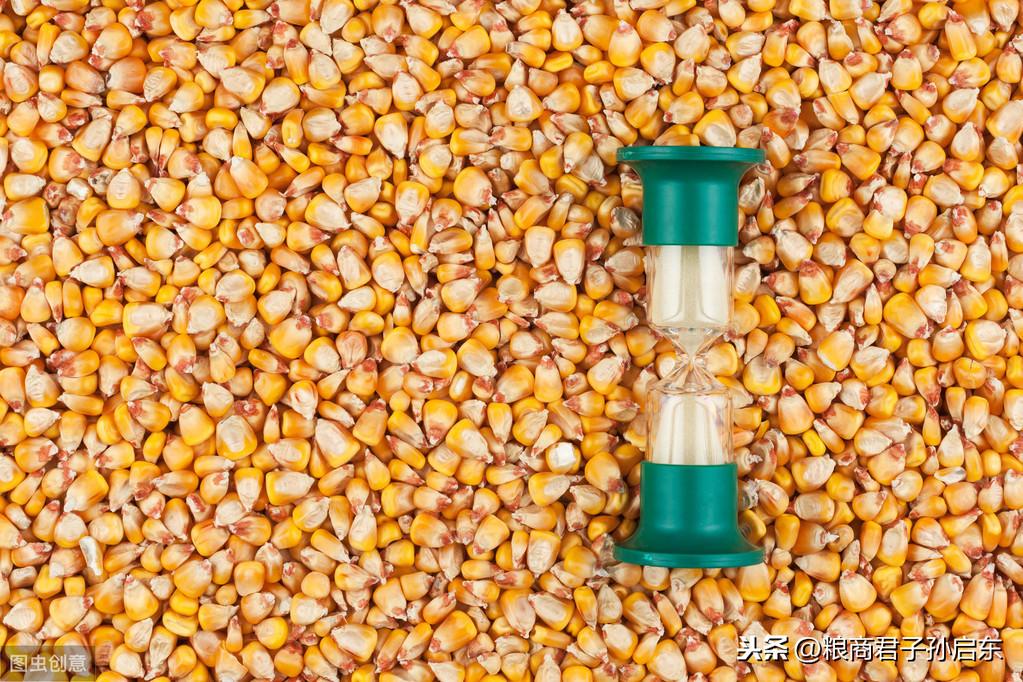 最新優(yōu)質(zhì)小麥價格行情揭秘，麥浪間的溫情與市場動態(tài)