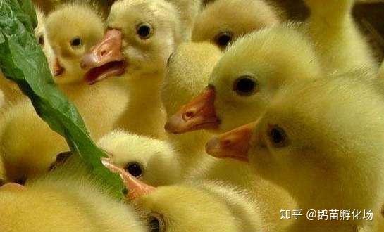 鵝苗價格揭秘,一只鵝苗究竟多少錢?