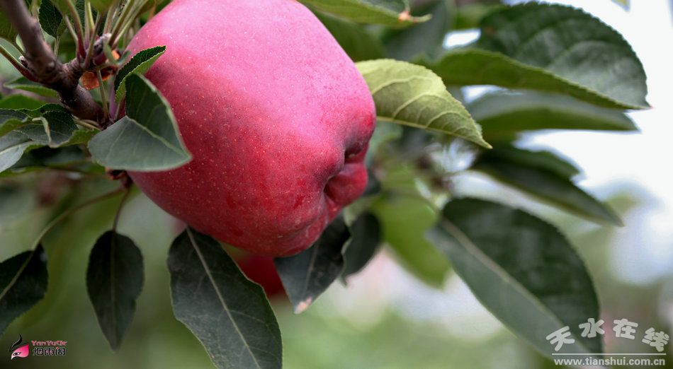 花牛蘋果成熟時間與友誼的甜美果實