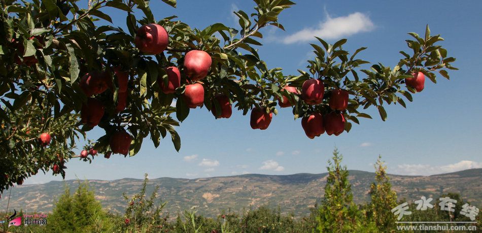 花牛蘋果成熟時間與友誼的甜美果實