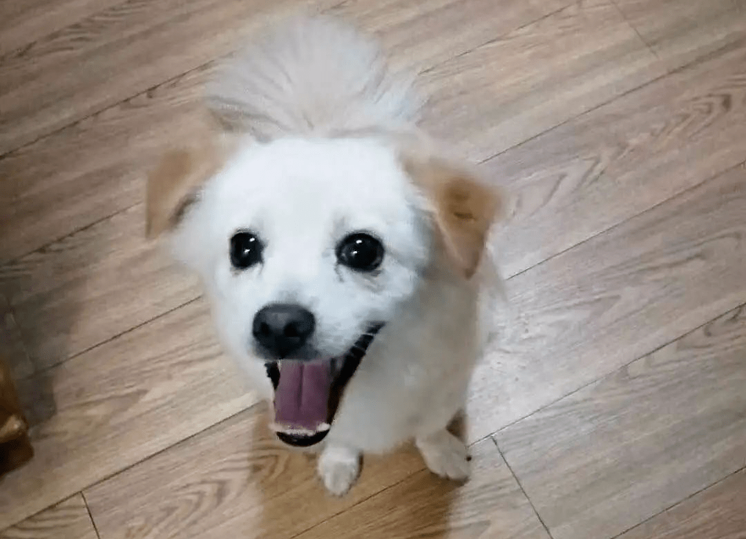 太原領養狗狗信息，萌寵之旅中的自信與成就感實現之道