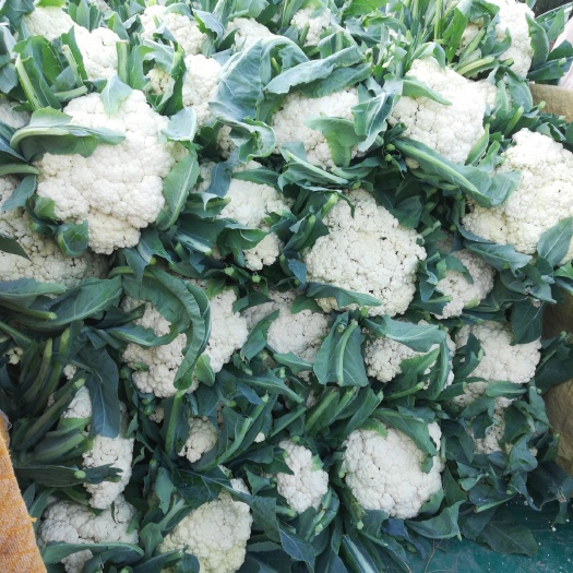 2017年有機菜花市場行情概覽