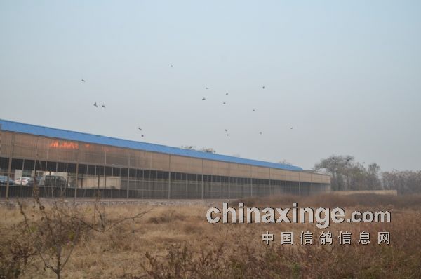 鄭州興隆公棚最新通告，任務(wù)指南與操作說明發(fā)布