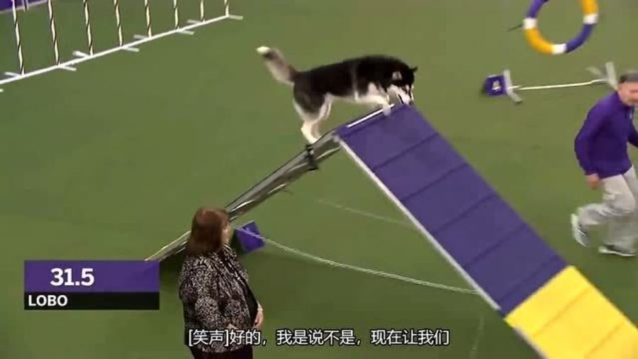 比賽鏟使用指南，從入門到精通的全面教程