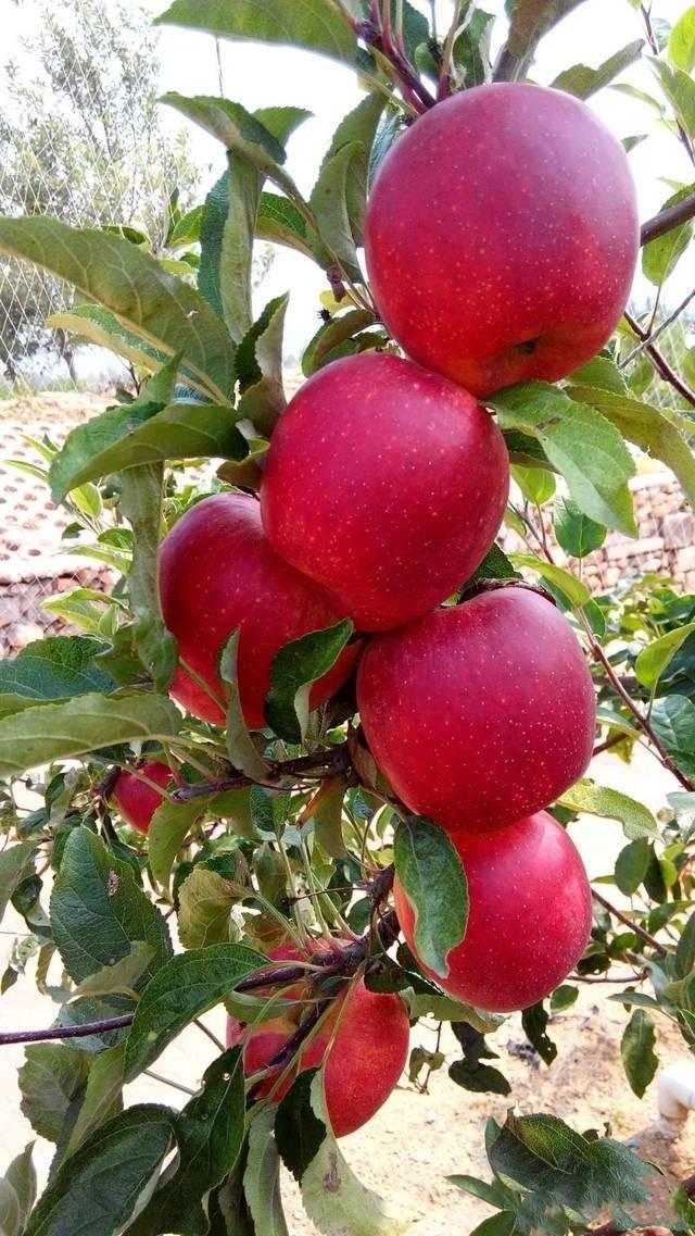 蘋果新品種,變化中的奇跡,成就感的源泉