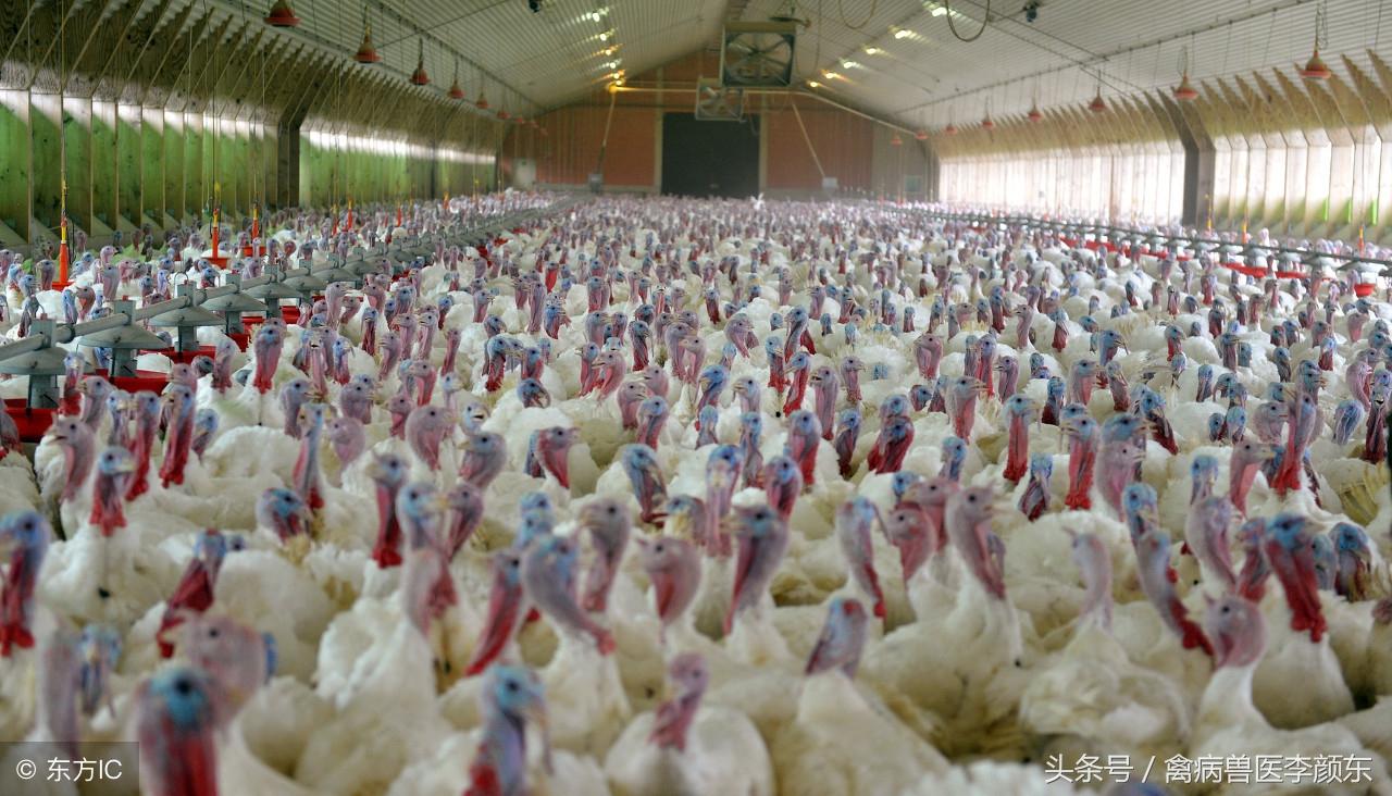 麻雞今日價(jià)格行情最新動(dòng)態(tài)