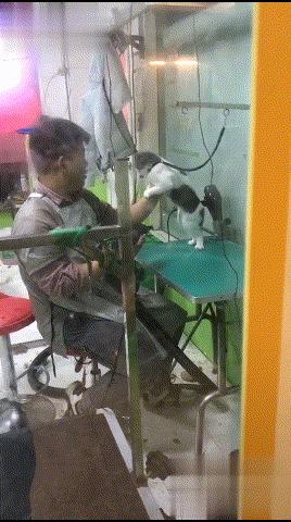 大刁民最新動態(tài)，觀點闡述與深度解析