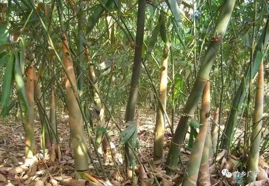 廣西竹福星即將上市，啟程探索自然，追尋內心寧靜與平和之旅