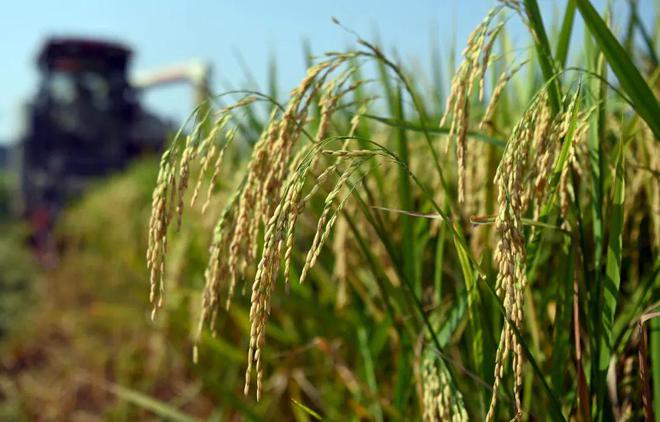 最新黃W使用指南，輕松掌握任務(wù)完成與技能學(xué)習(xí)步驟