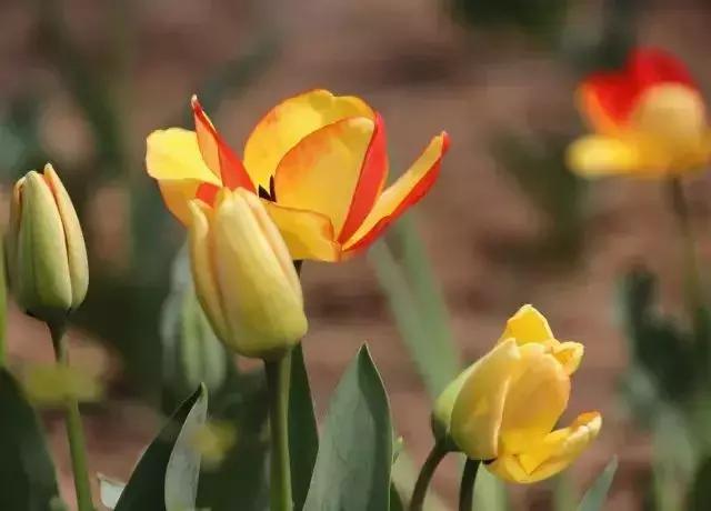 濰坊新地圖發(fā)布，探索未知，自信翱翔之旅