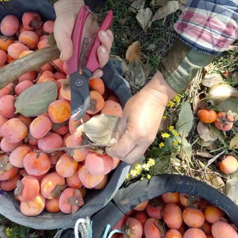 紅果招聘信息更新，把握時代脈搏，引領人才航標