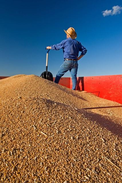 山東小麥價格動態揭秘,巷弄深處的麥香秘語
