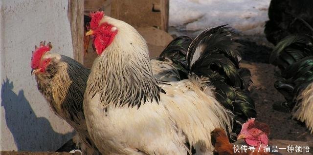 最新養雞技巧詳解,成為養雞達人一步步教程