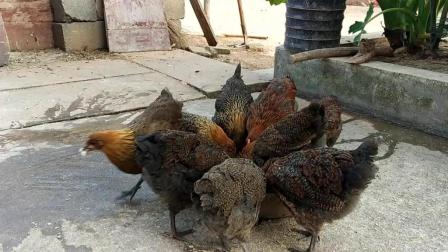 最新養雞技巧詳解,成為養雞達人一步步教程