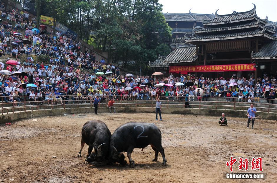 廣西牛王比賽,科技盛宴引領(lǐng)時代新潮視頻