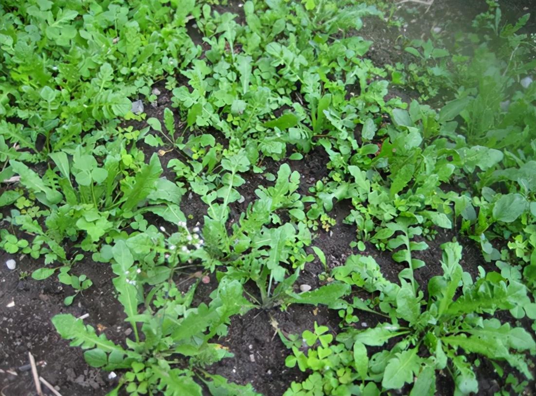 晴天鐘最新版更新，小巷中的獨特奇遇與隱藏寶藏探索