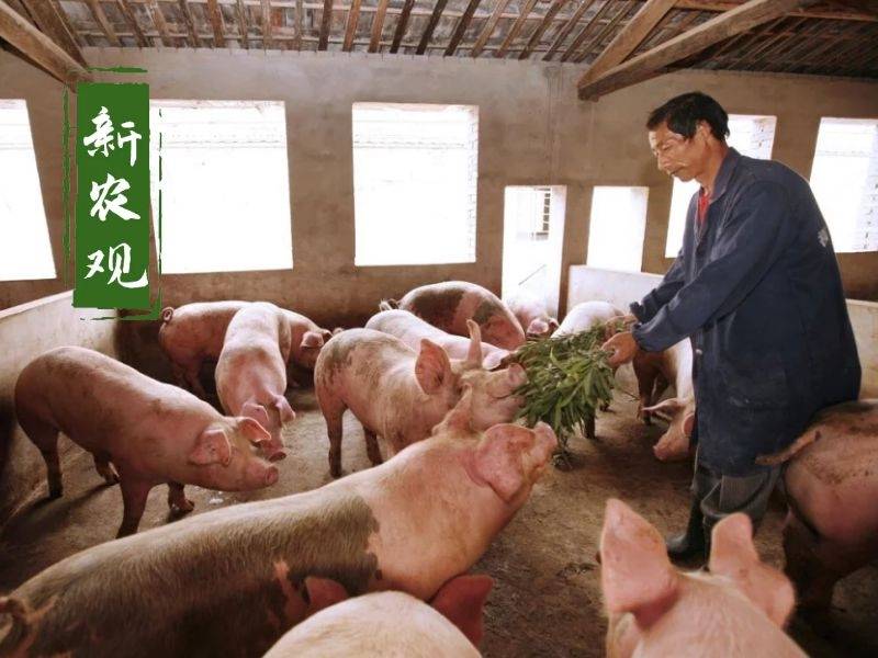 生豬價格今日查詢指南,快速了解豬價及查詢步驟