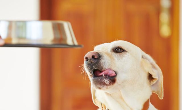 最新狗叫術揭秘,小巷深處的獨特犬語與隱藏小店探秘