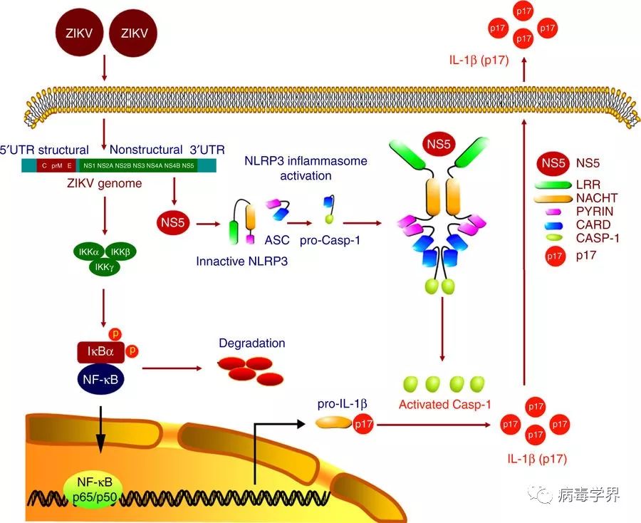 中國寨卡病毒最新動態，全面理解與應對的步驟指南（初學者與進階用戶必讀）