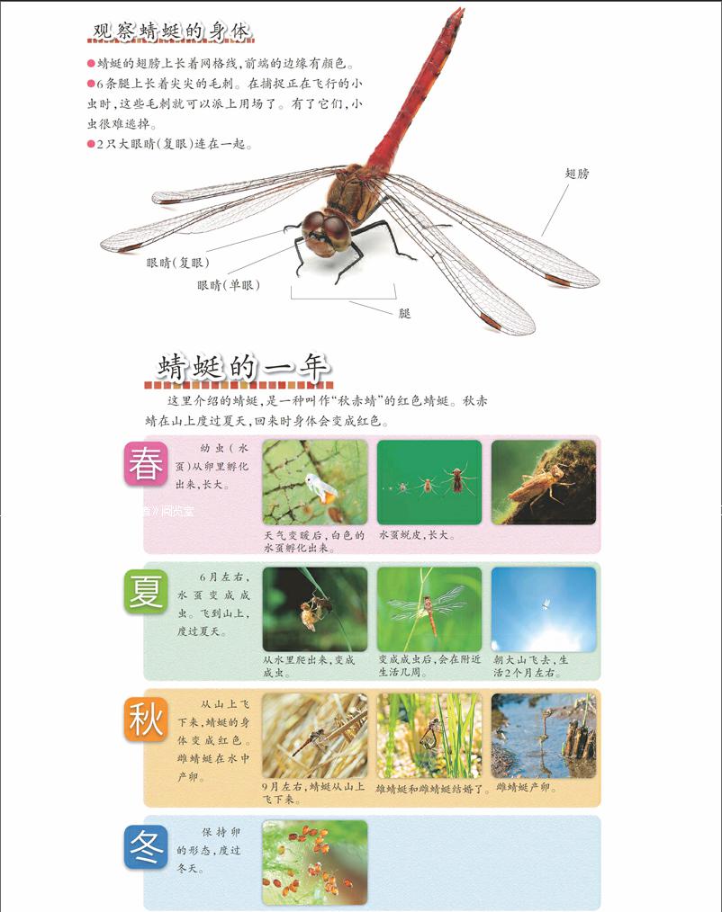 蜻蜓價格,蜻蜓價格,一場自然美景的旅行探索