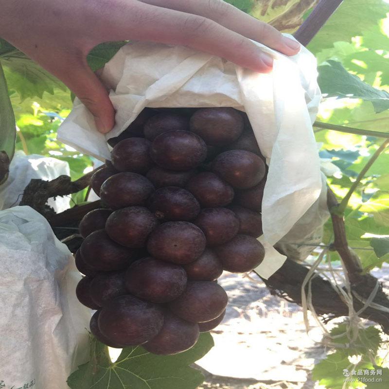 今日葡萄行情,葡萄的成長之旅與勵志人生啟示