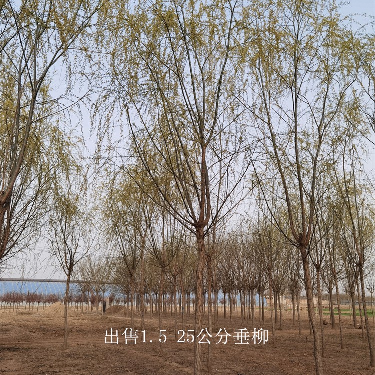 垂柳價格行情最新動態及趨勢分析