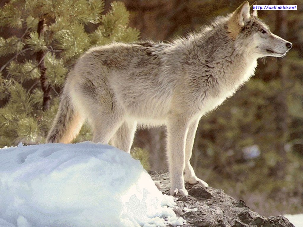 西北狼最新步驟指南，完成任務(wù)與學(xué)習(xí)技能的實用步驟指南