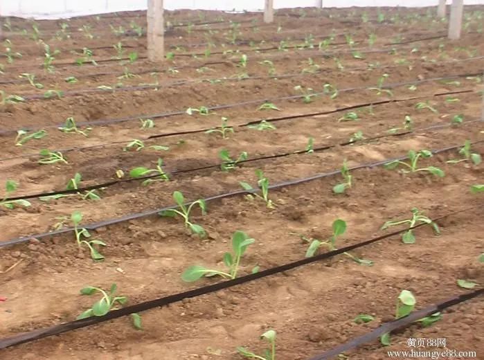 最新滴灌施肥技術,應用、影響及觀點闡述