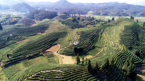 最新疫情消息，祁門縣疫情防控動態