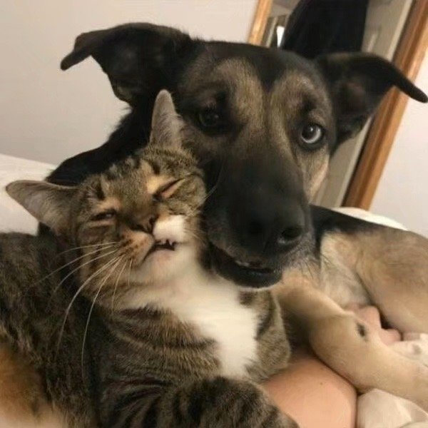 最新貓狗，時(shí)代寵兒的背景、歷程與地位