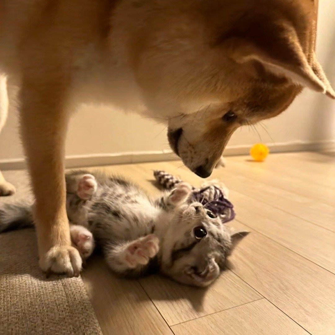 最新貓狗,時(shí)代寵兒的背景、歷程與地位